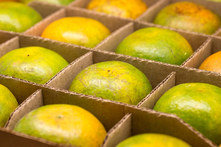 caja de cartón corrugado para frutas y verduras